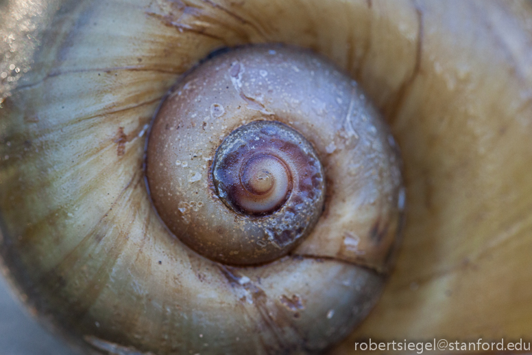 snail shell